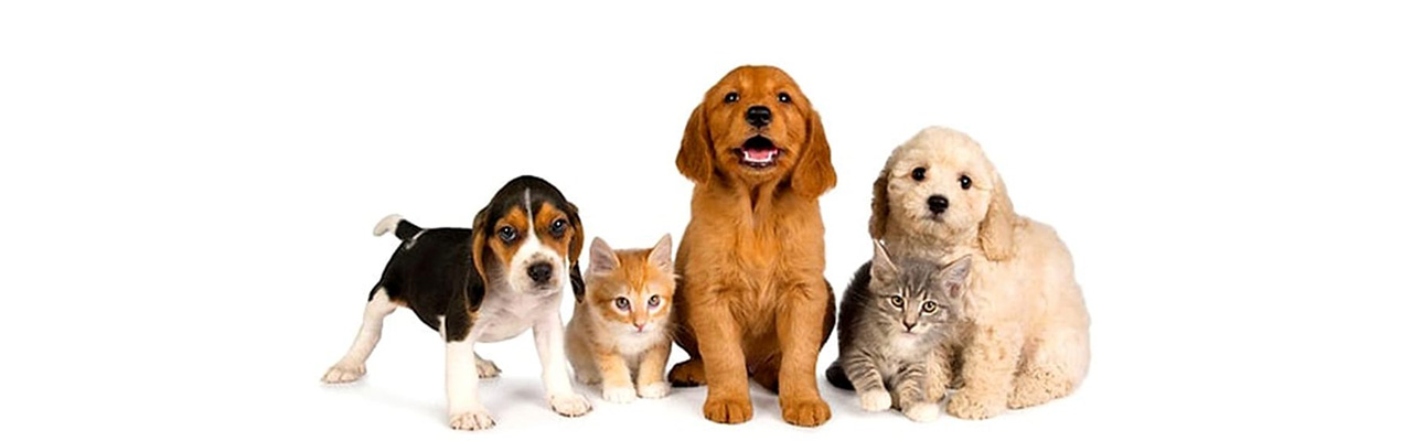 Cremazione Animali Singola